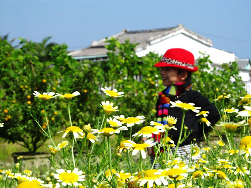 Hạt giống hoa, hoa treo, dạ yến thảo, hoa treo ban công, hạt giống hoa oải hương, bán hạt giống hoa oải hương, hat giong hoa oai huong, hạt giống chất lượng cao, hat giong hoa , hat giong hoa chat luong cao, hoa trong tham, hoa trong chau,